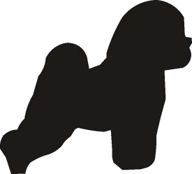 Bichon Whirlies